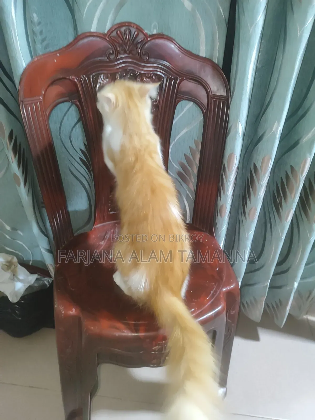 3-6 months Female Purebred Persian