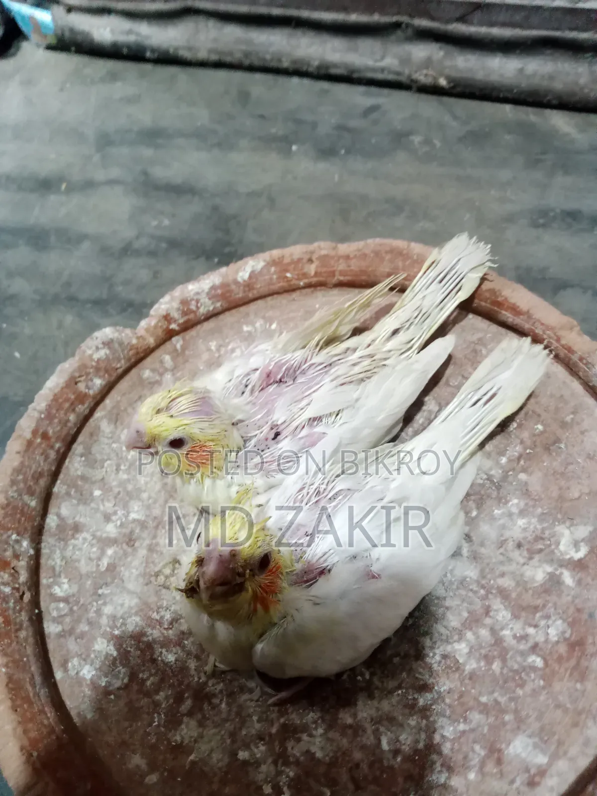 Albino Female, Lutino Chicks