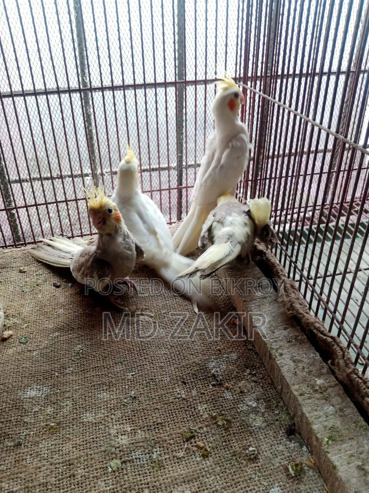 Albino Female, Lutino Chicks