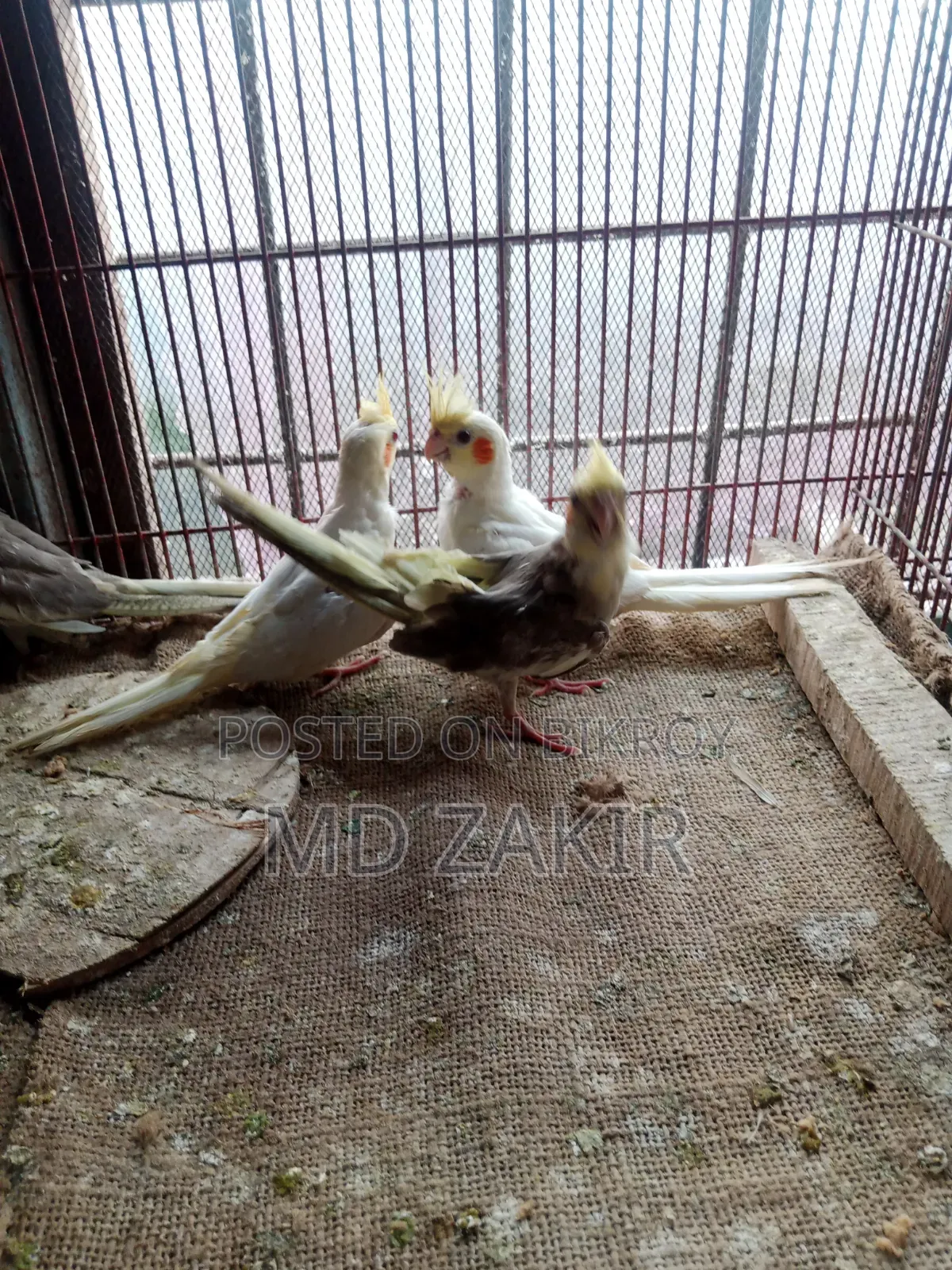 Albino Female, Lutino Chicks