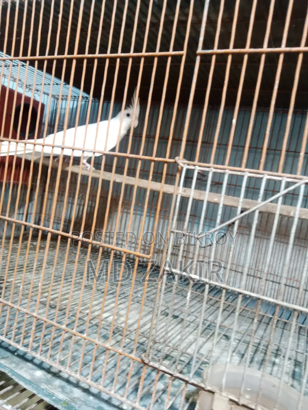 Albino Female, Lutino Chicks