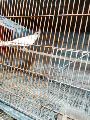Albino Female, Lutino Chicks