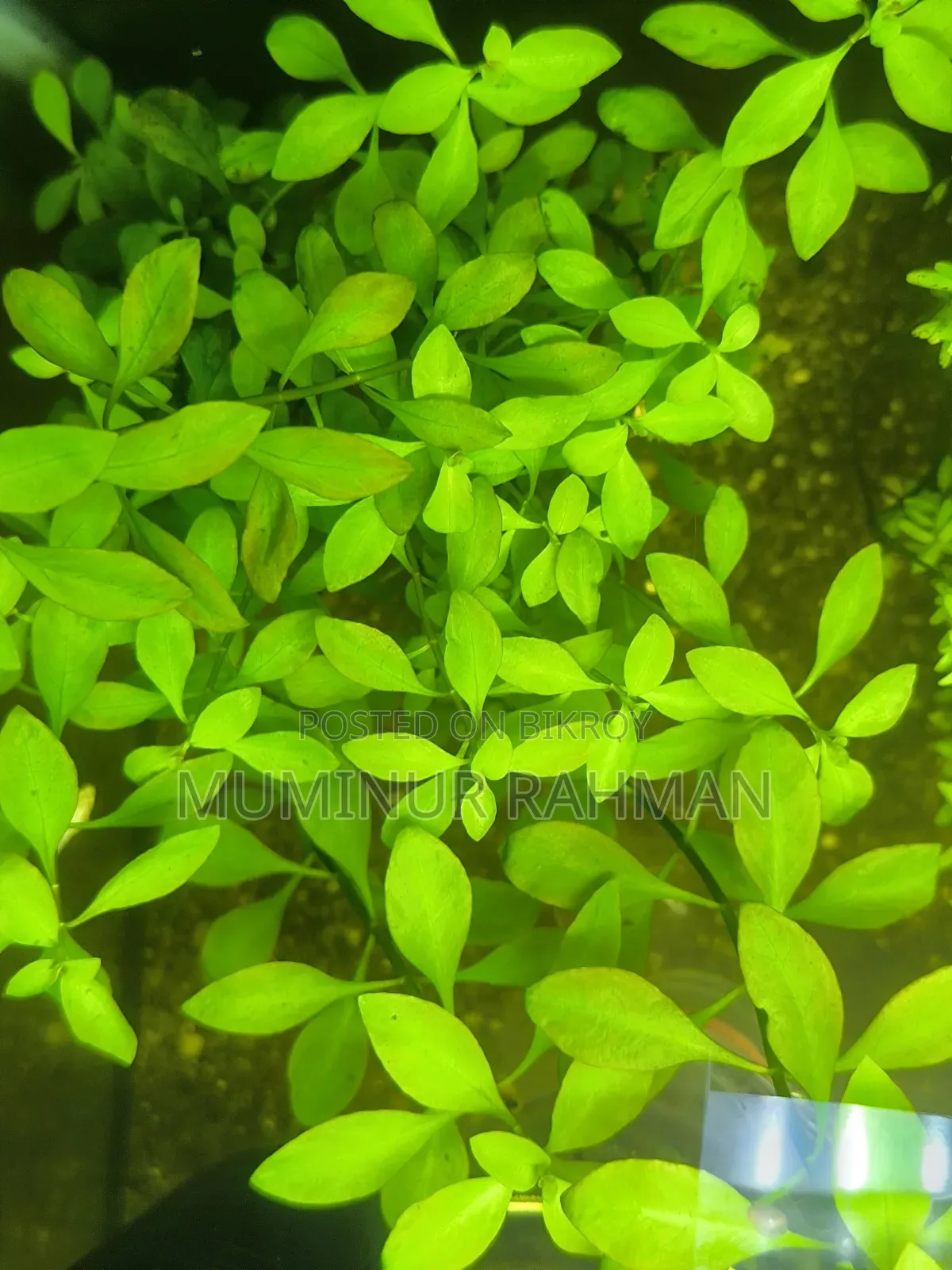 Aquarium Plant - Ludwigia Repens