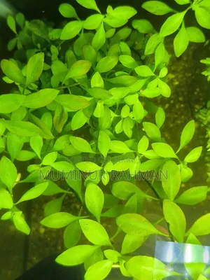 Aquarium Plant - Ludwigia Repens