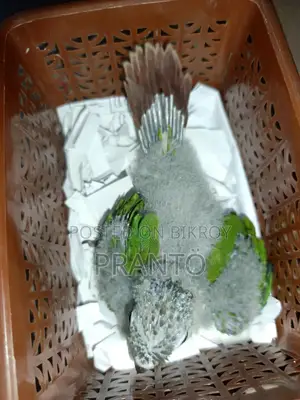 গ্রিন চিক কুনুর
