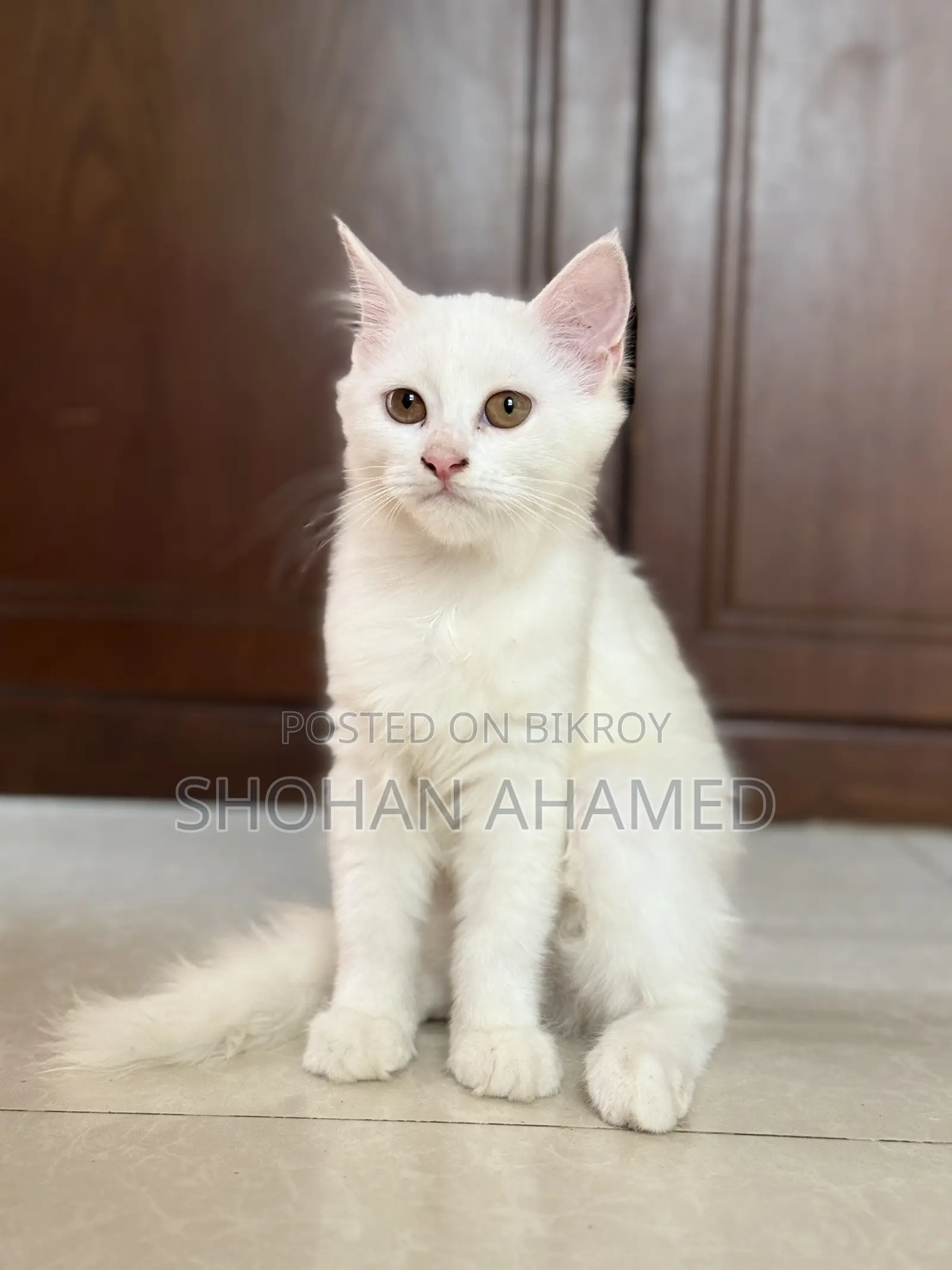 1-3 months Female Purebred Persian