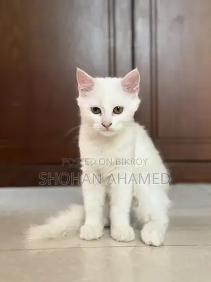 1-3 months Female Purebred Persian