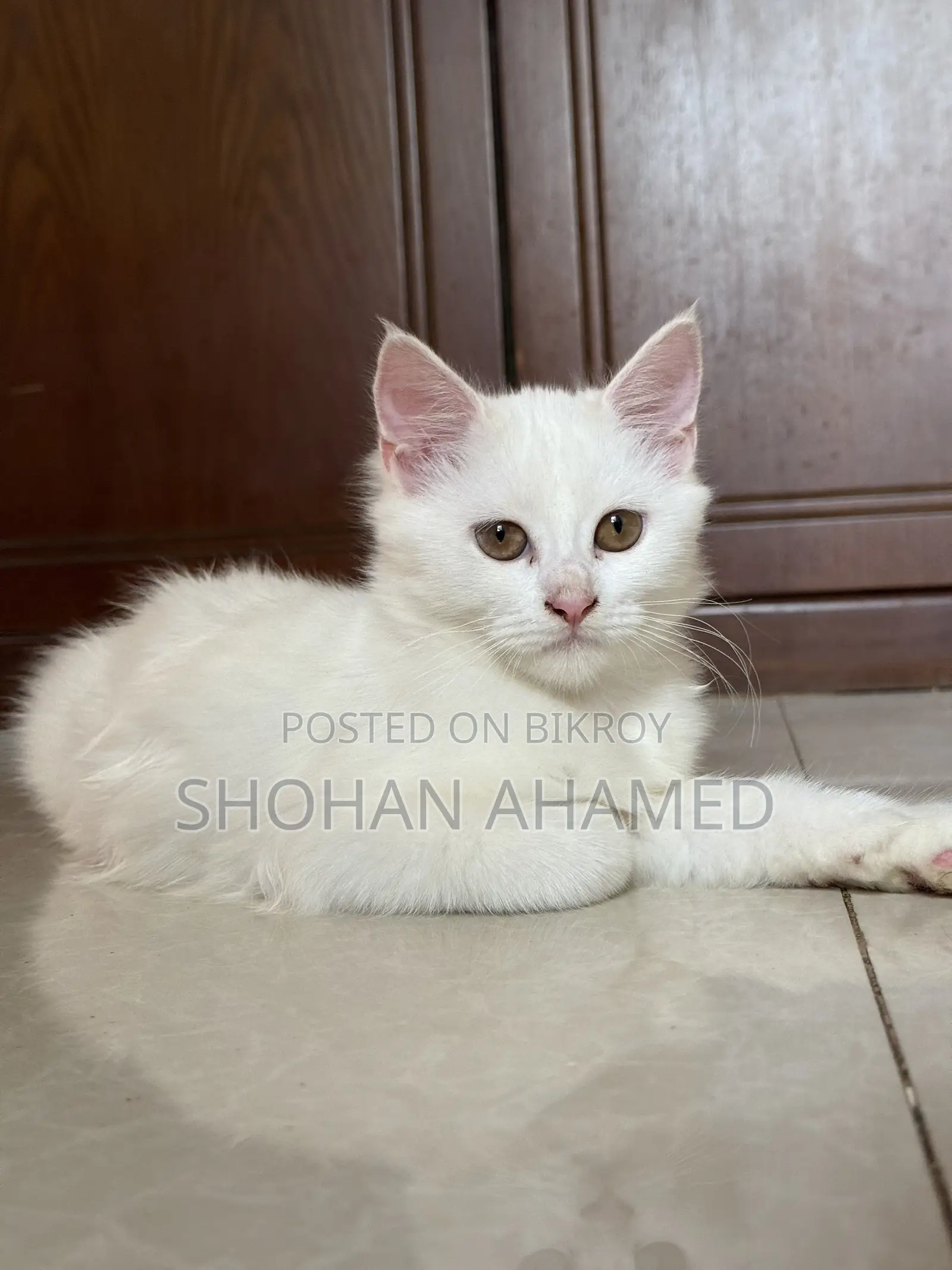 1-3 months Female Purebred Persian