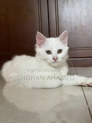 1-3 months Female Purebred Persian