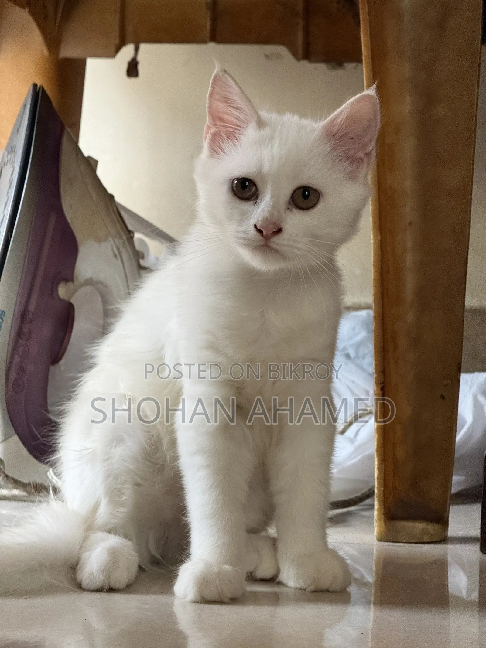 1-3 months Female Purebred Persian