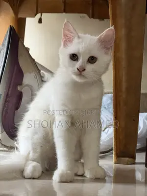 1-3 months Female Purebred Persian