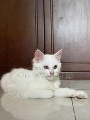1-3 months Female Purebred Persian