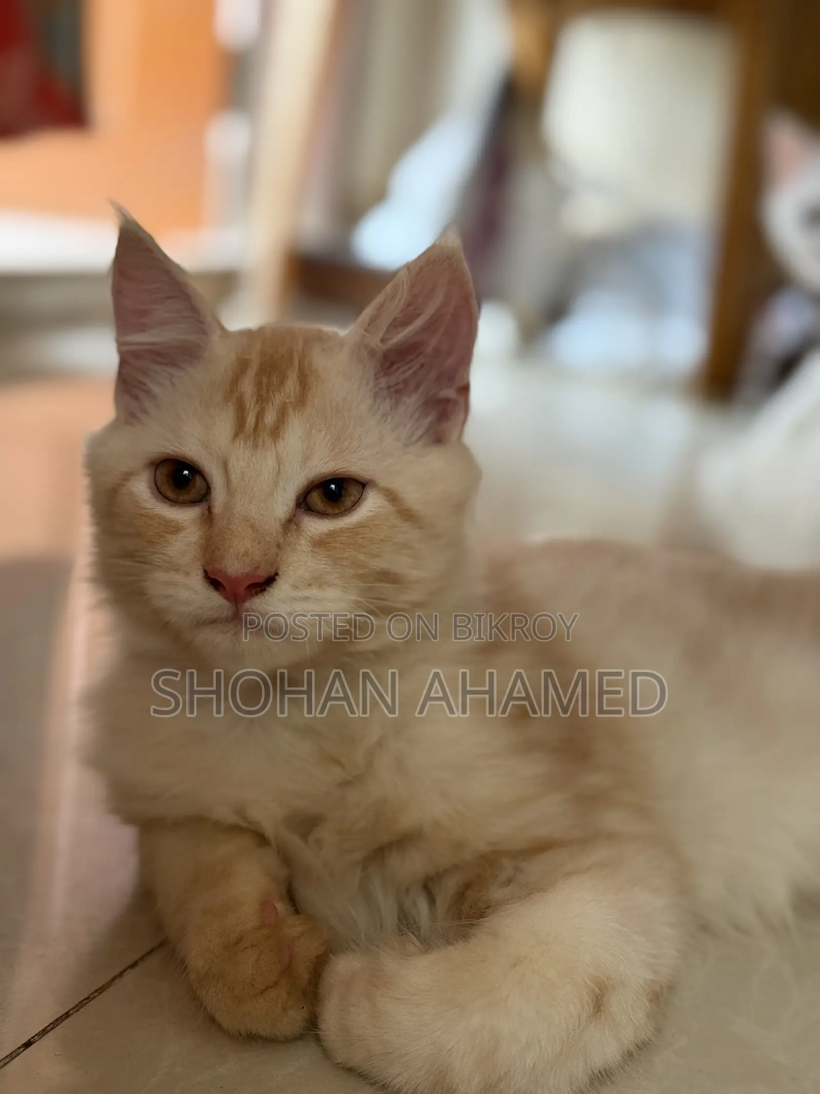 1-3 months Female Purebred Persian