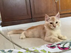 1-3 months Female Purebred Persian