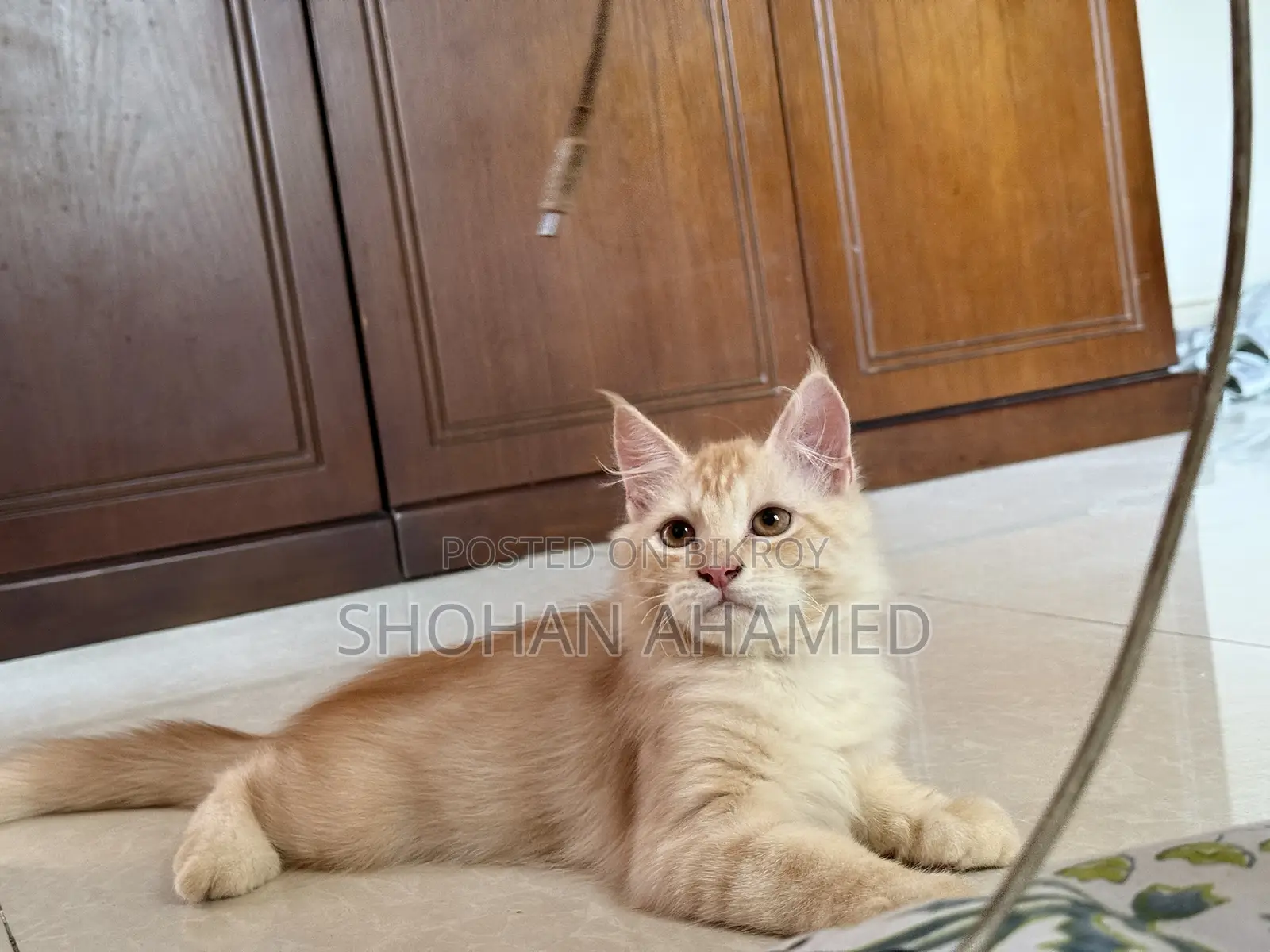 1-3 months Female Purebred Persian