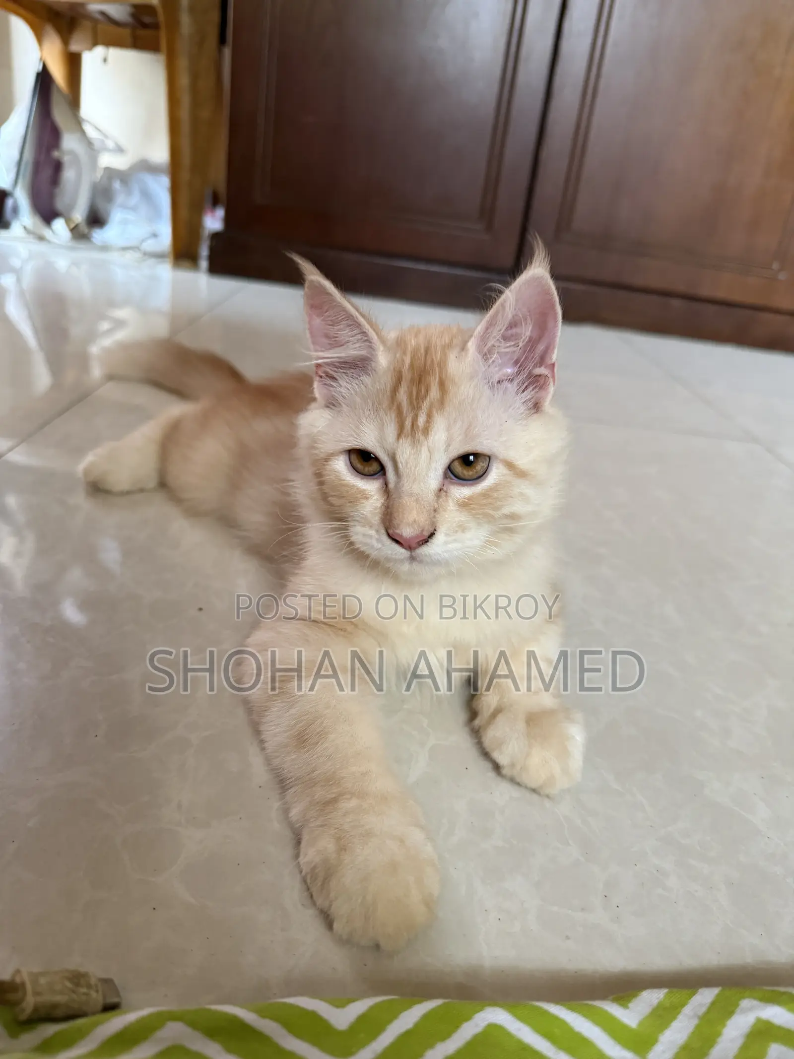 1-3 months Female Purebred Persian