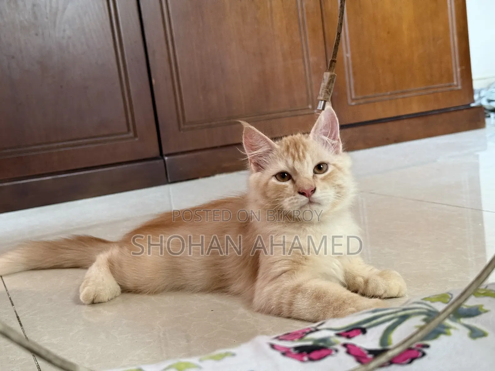 1-3 months Female Purebred Persian