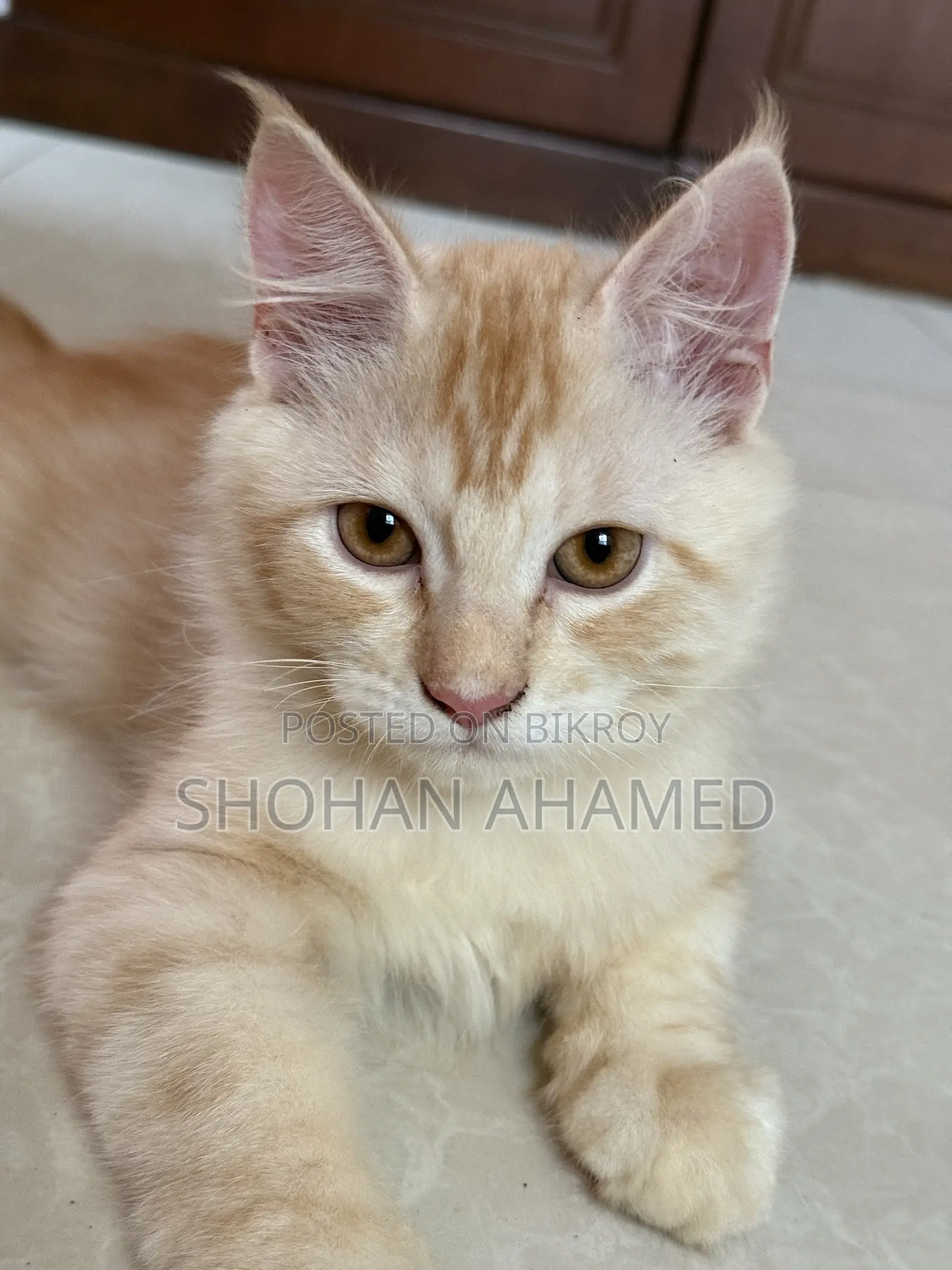 1-3 months Female Purebred Persian