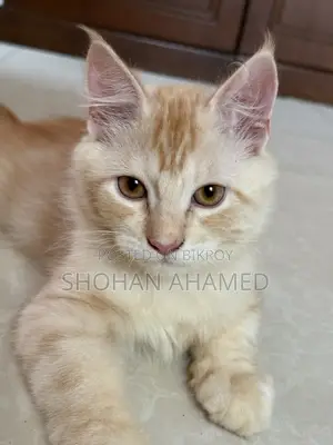1-3 months Female Purebred Persian