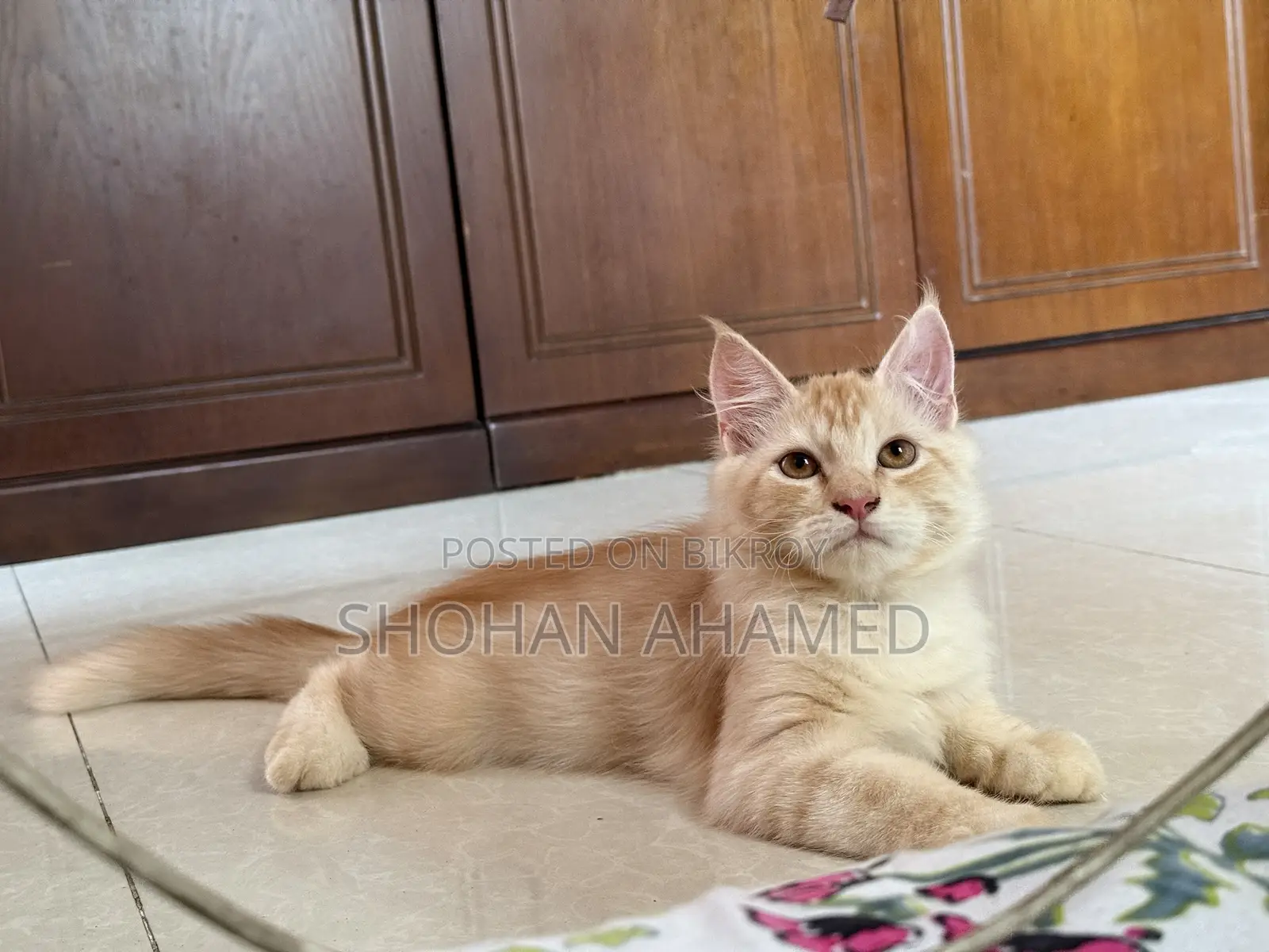 1-3 months Female Purebred Persian