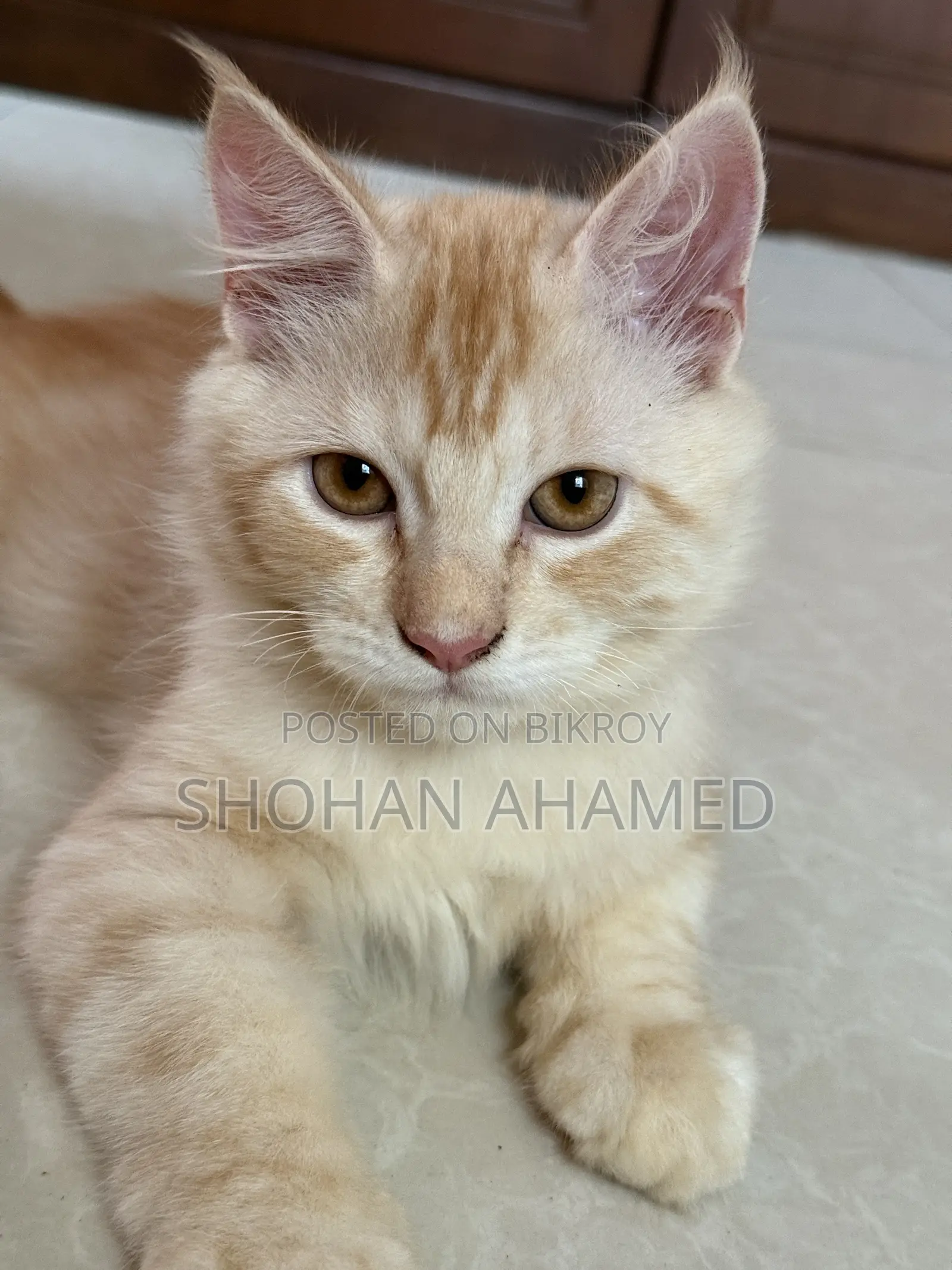 1-3 months Female Purebred Persian