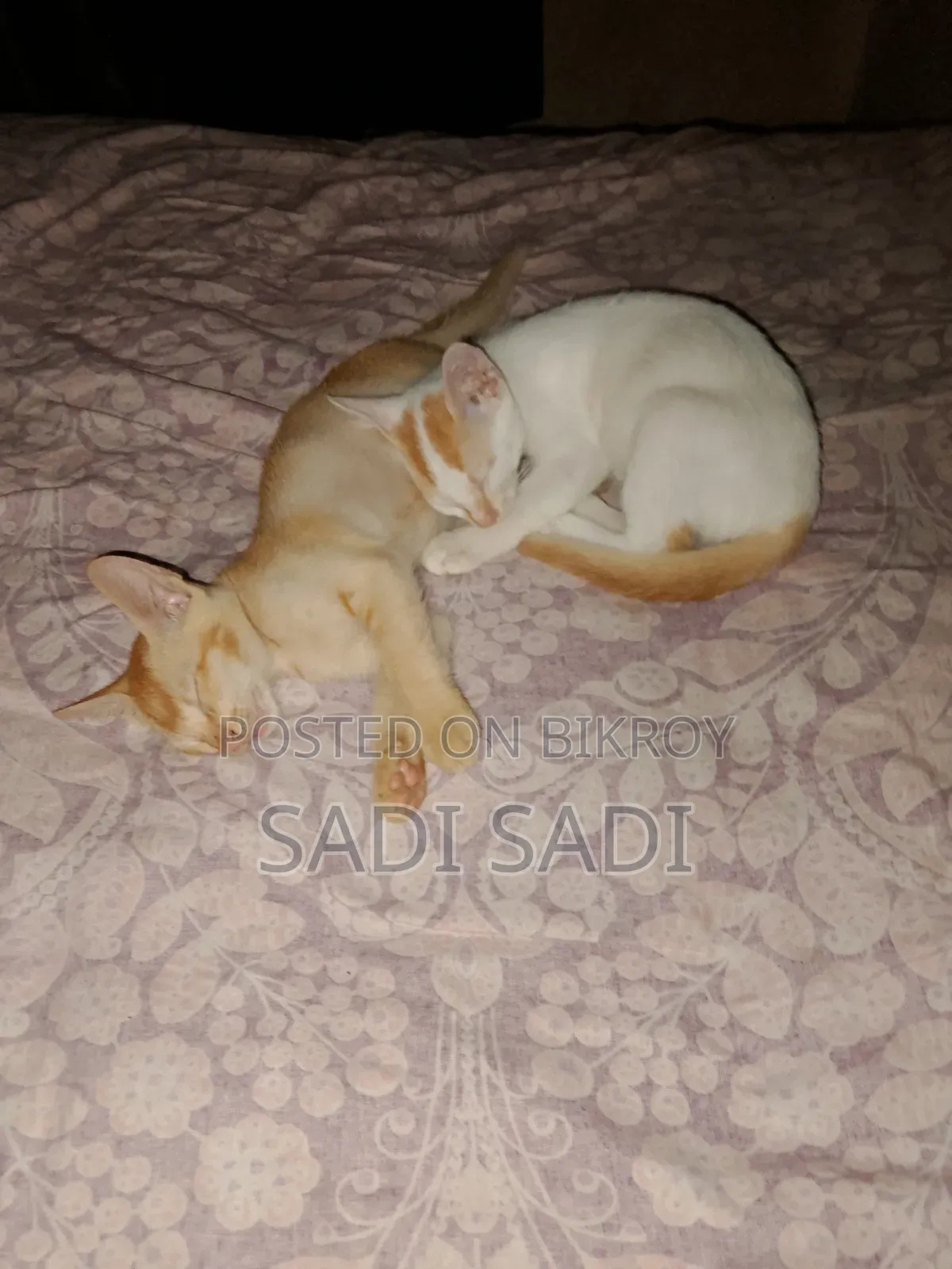 ১-৩ মাস বয়সী পুরুষ মিশ্র জাতের বিড়াল