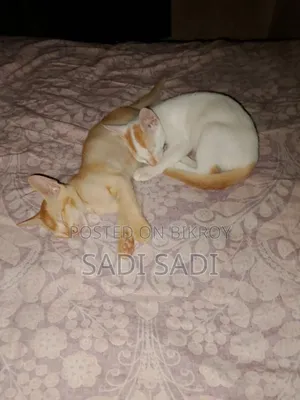 ১-৩ মাস বয়সী পুরুষ মিশ্র জাতের বিড়াল