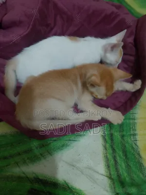 ১-৩ মাস বয়সী পুরুষ মিশ্র জাতের বিড়াল