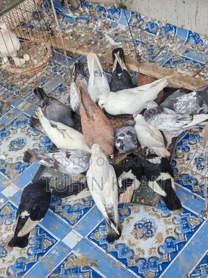 Some pigeons for sale