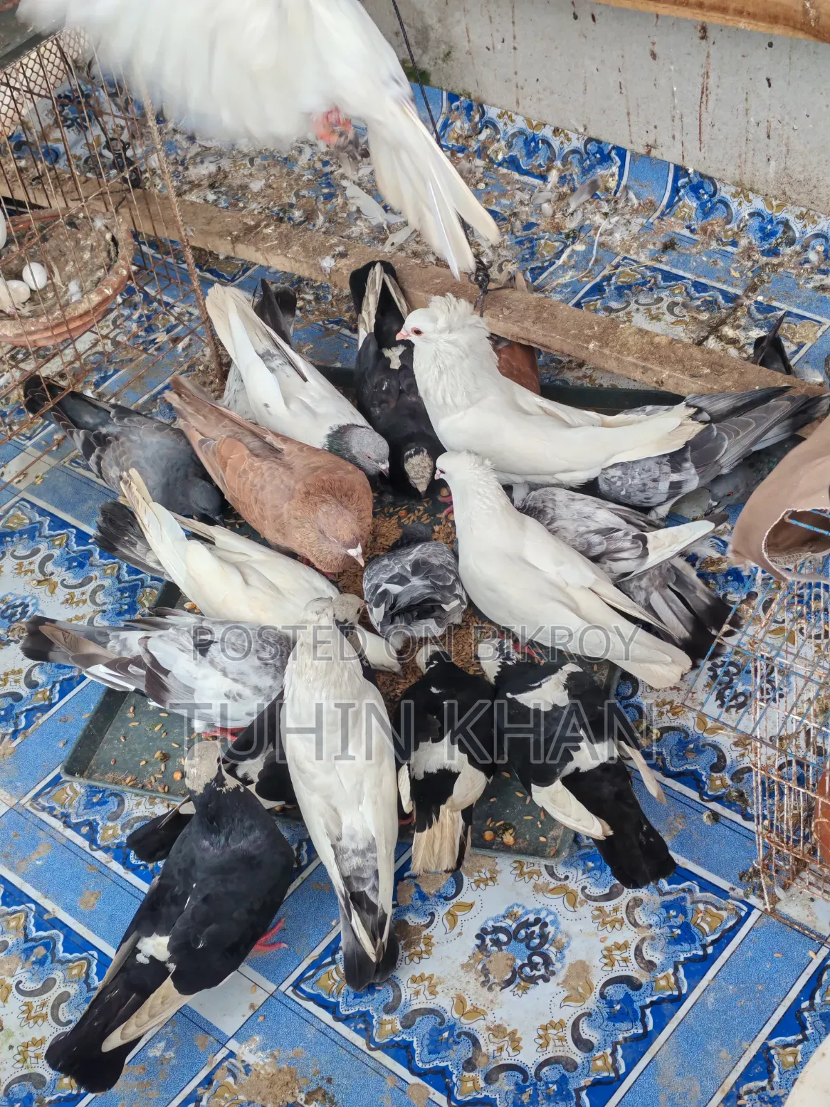 Some pigeons for sale