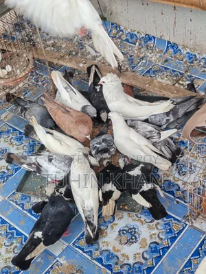Some pigeons for sale
