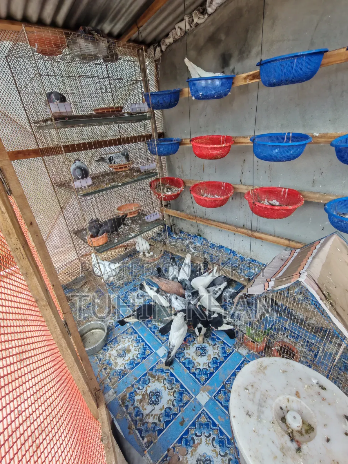 Some pigeons for sale