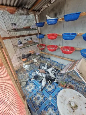 Some pigeons for sale