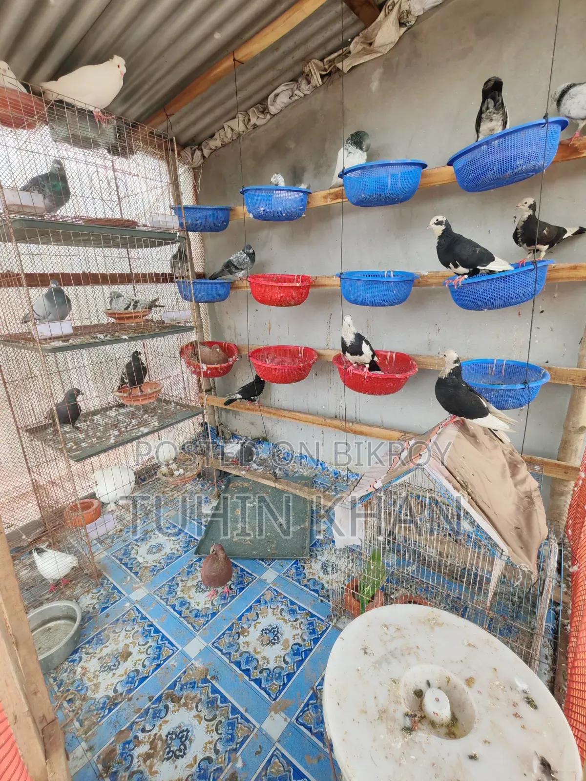 Some pigeons for sale