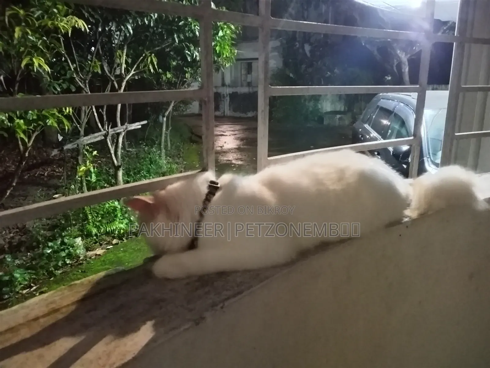 3-6 Months Male Purebred Persian