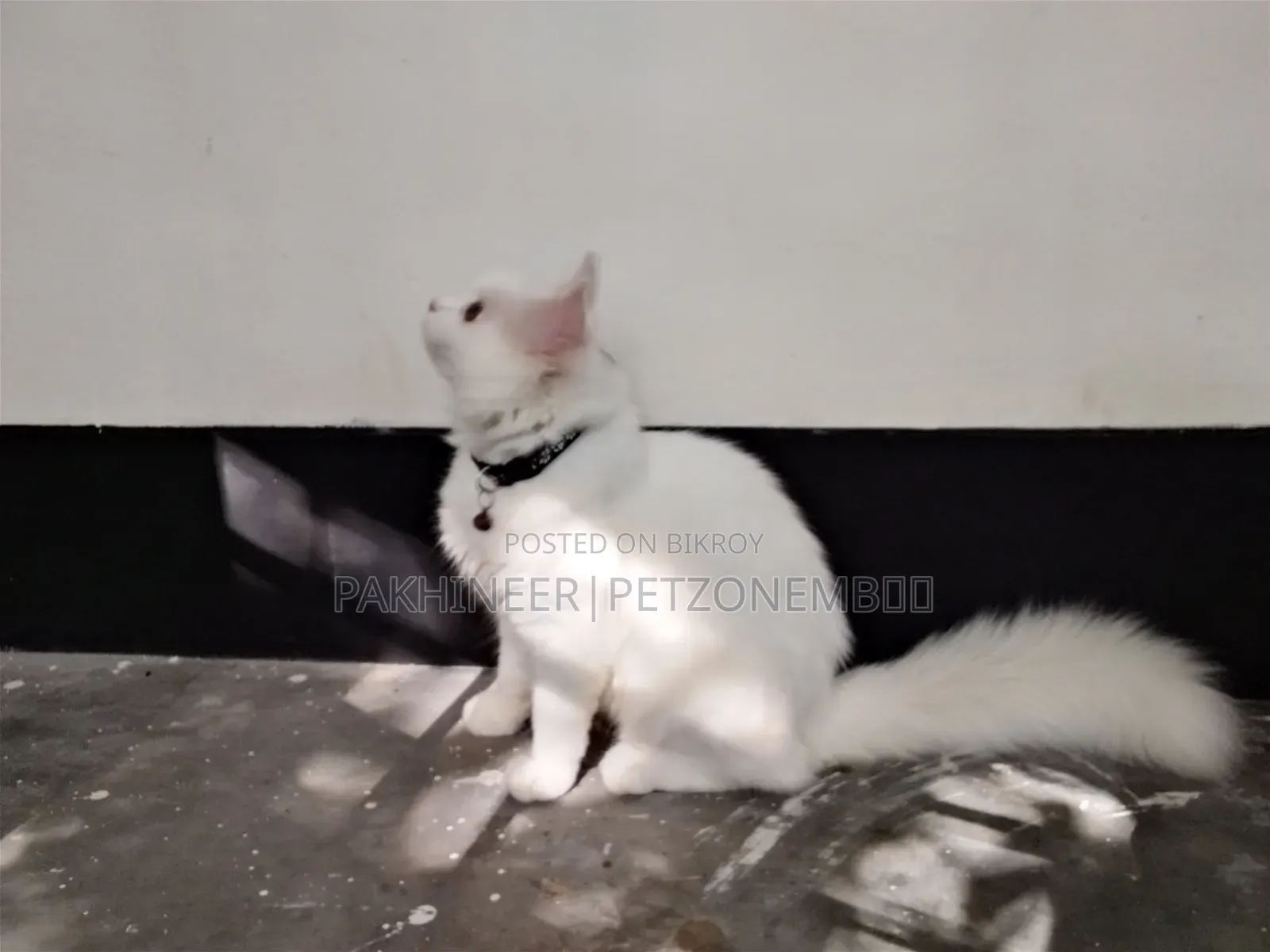 3-6 Months Male Purebred Persian
