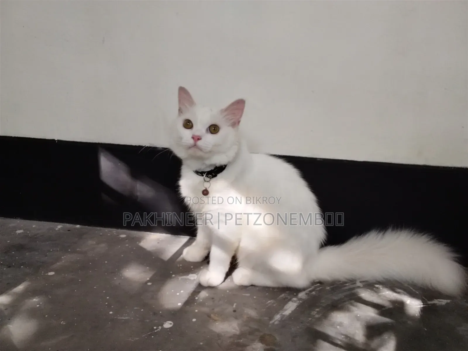 3-6 Months Male Purebred Persian