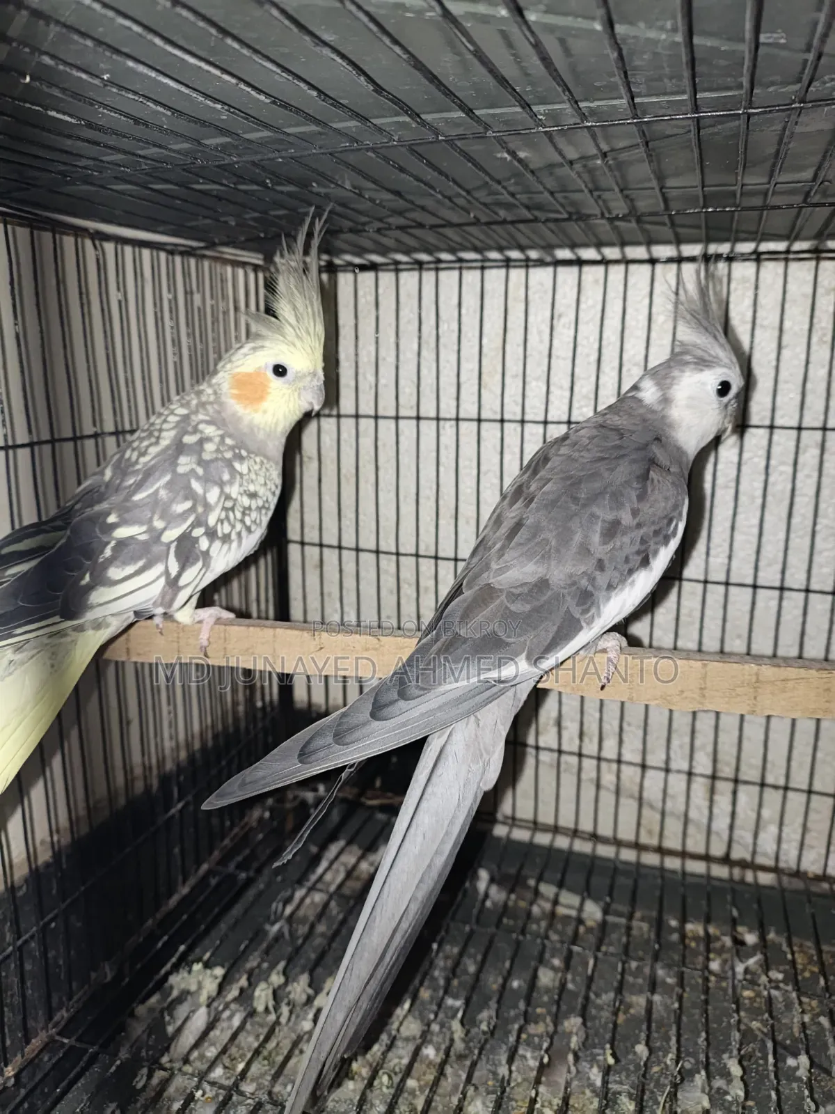 Three pairs of Cockatiel birds