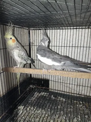 Three pairs of Cockatiel birds