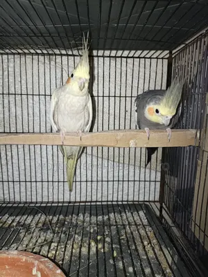 Three pairs of Cockatiel birds