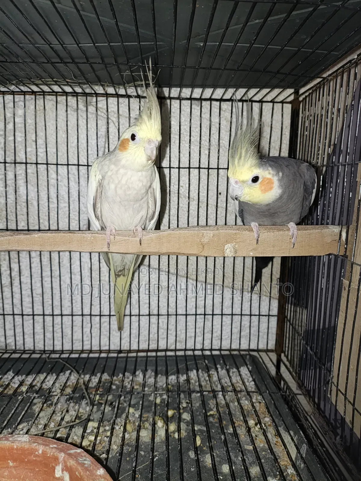 Three pairs of Cockatiel birds
