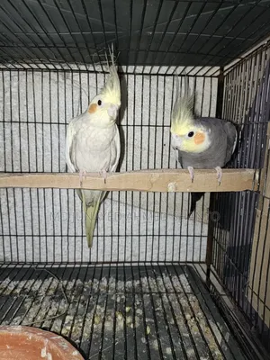 Three pairs of Cockatiel birds