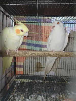Three pairs of Cockatiel birds