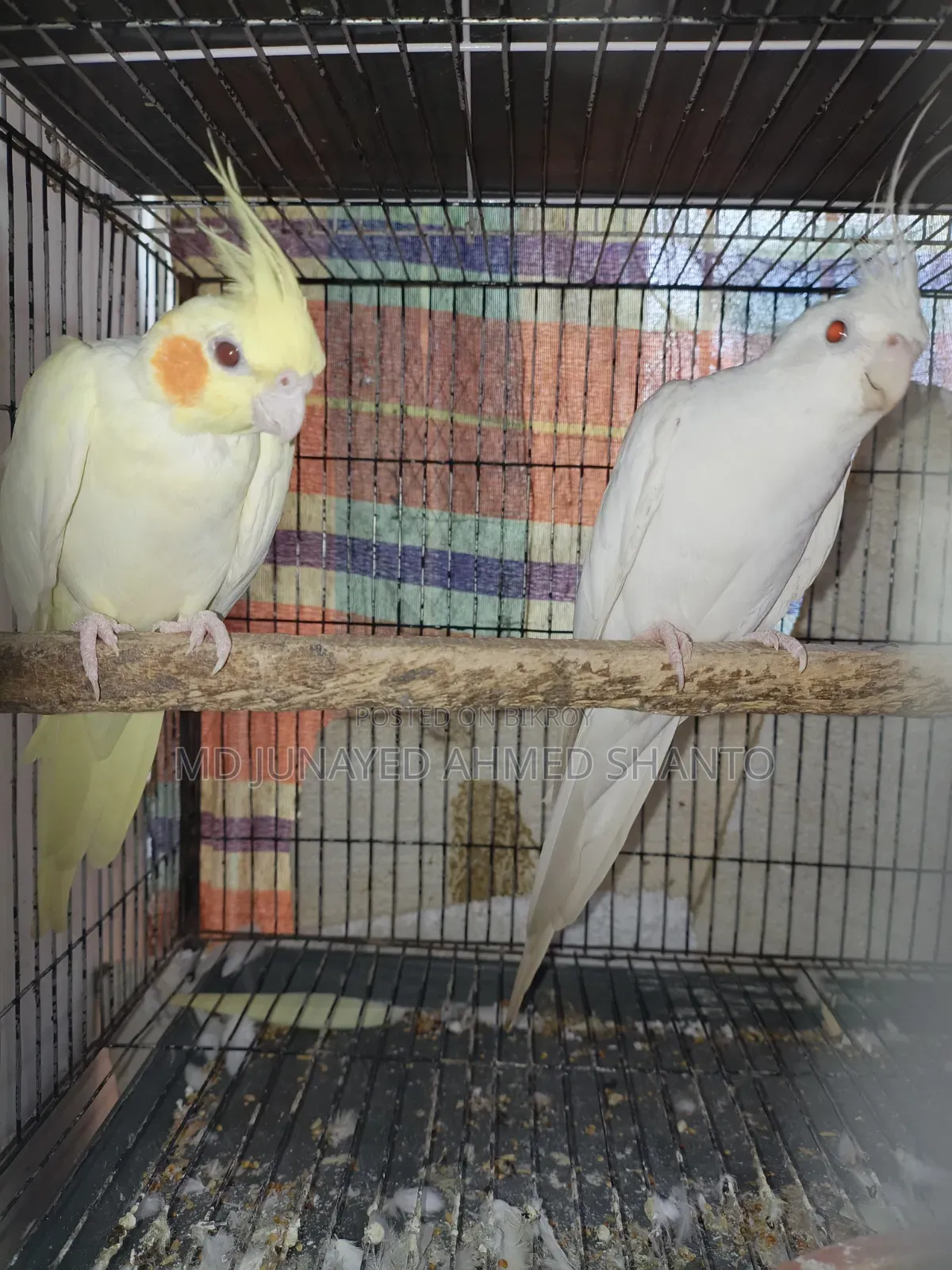 Three pairs of Cockatiel birds