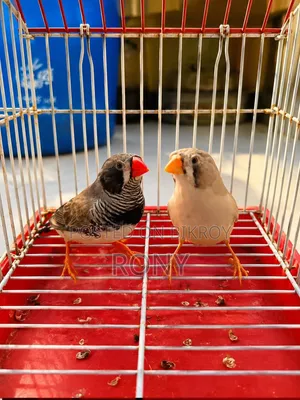 Zebra Finch Running Pair.