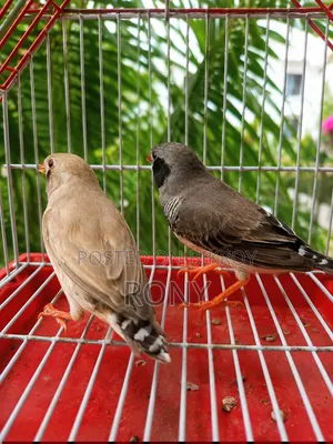 Zebra Finch Running Pair.