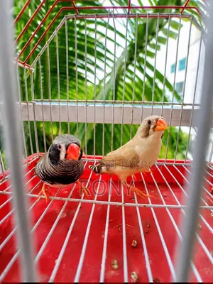 Zebra Finch Running Pair.