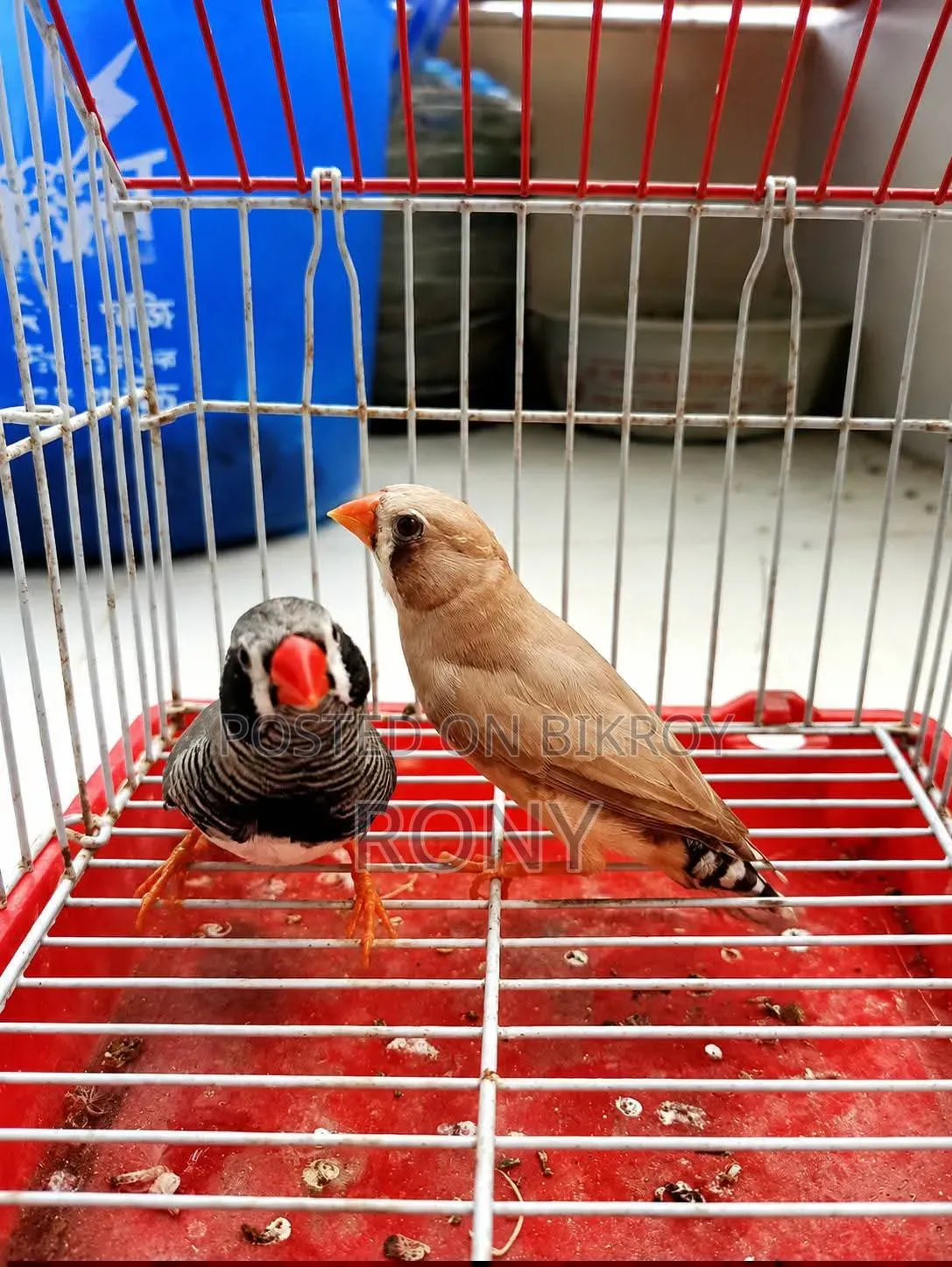 Zebra Finch Running Pair.