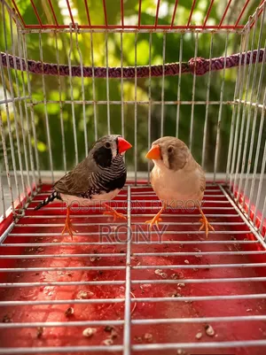 Zebra Finch Running Pair.