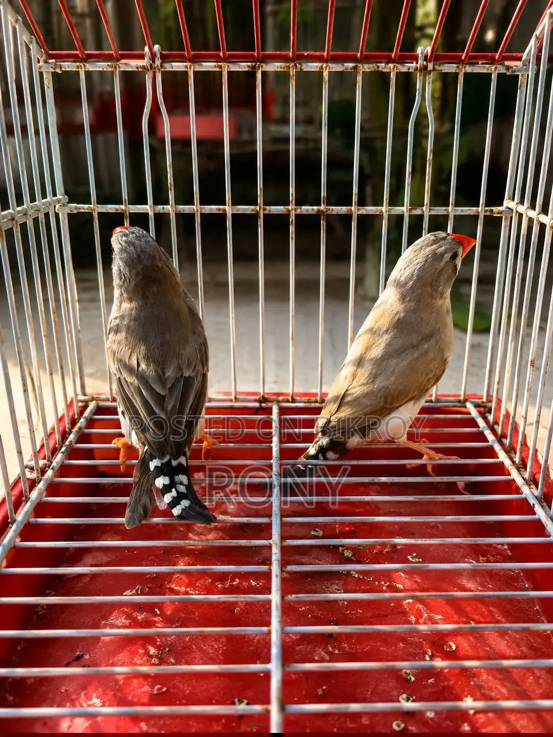Zebra Finch Running Pair.